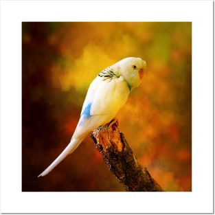 White Budgie Parakeet Posters and Art